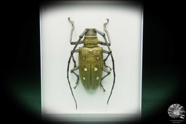 Batocera laena (15522) a beetle from Indonesia | Taxidermy | Beetles