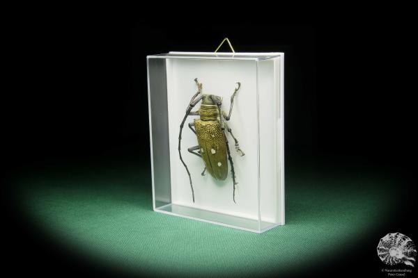 Batocera laena (15522) a beetle from Indonesia | Taxidermy | Beetles