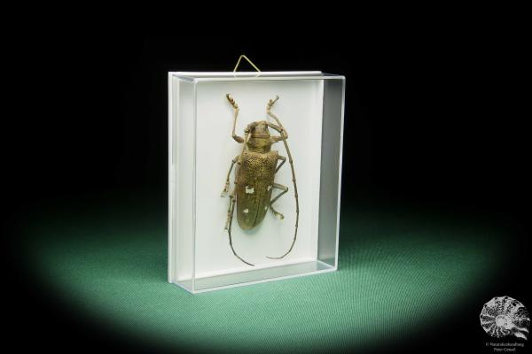 Batocera laena (15524) a beetle from Indonesia | Taxidermy | Beetles