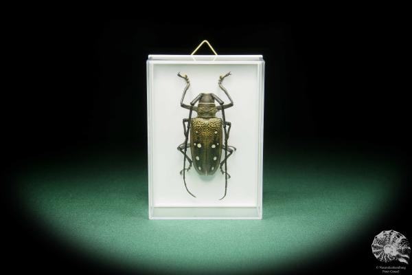 Batocera laena (15525) a beetle from Indonesia | Taxidermy | Beetles