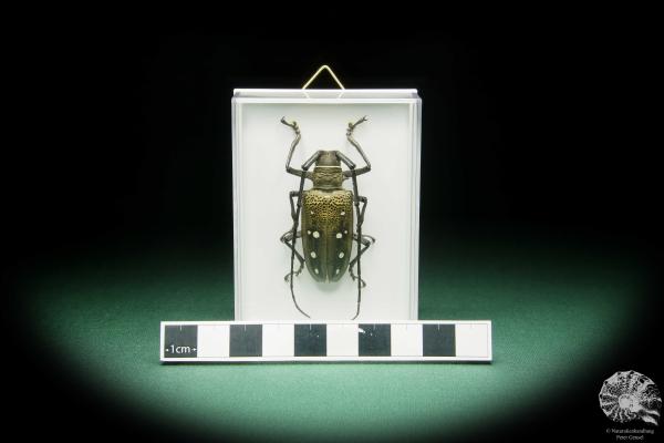 Batocera laena (15525) a beetle from Indonesia | Taxidermy | Beetles