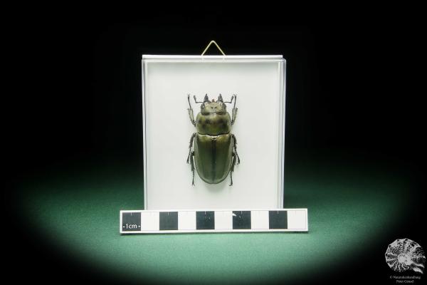 Allotopus rosenbergi (15530) a beetle from Southeast Asia | Taxidermy | Beetles