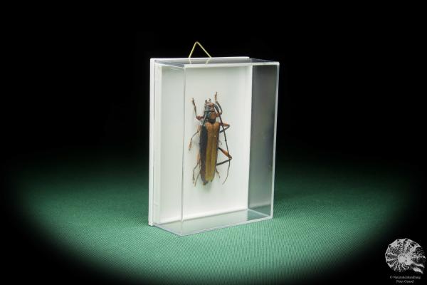 Xystrocera festiva (15536) a beetle from Southeast Asia | Taxidermy | Beetles