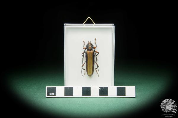 Xystrocera festiva (15536) a beetle from Southeast Asia | Taxidermy | Beetles