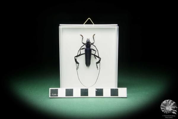 Chloridolum spec. (15538) a beetle from South East Asia | Taxidermy | Beetles