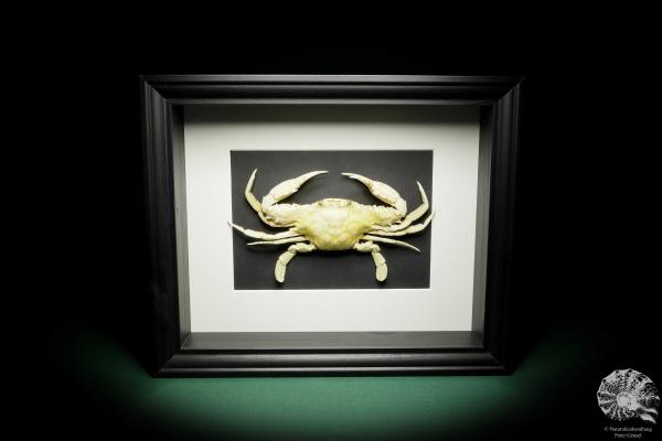 Monomia gladiator (15556) a crustacean from Indo-Pacific | Taxidermy | Crabs & Shrimps & Limulus