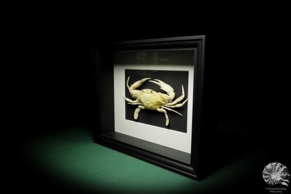 Monomia gladiator (15556) a crustacean from Indo-Pacific | Taxidermy | Crabs & Shrimps & Limulus