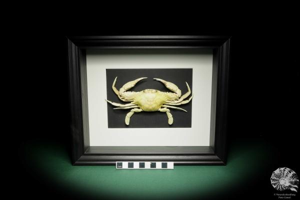 Monomia gladiator (15556) a crustacean from Indo-Pacific | Taxidermy | Crabs & Shrimps & Limulus