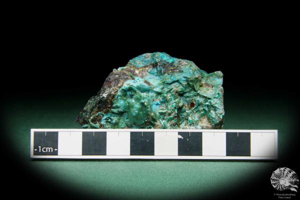 Chrysokoll (15577) ein Mineral aus Südperu | Mineralien | Weltweit