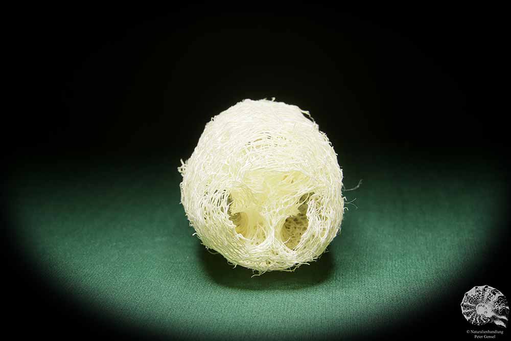 Luffa aegyptiaca (15596) a dried fruit from South America | Dried fruit