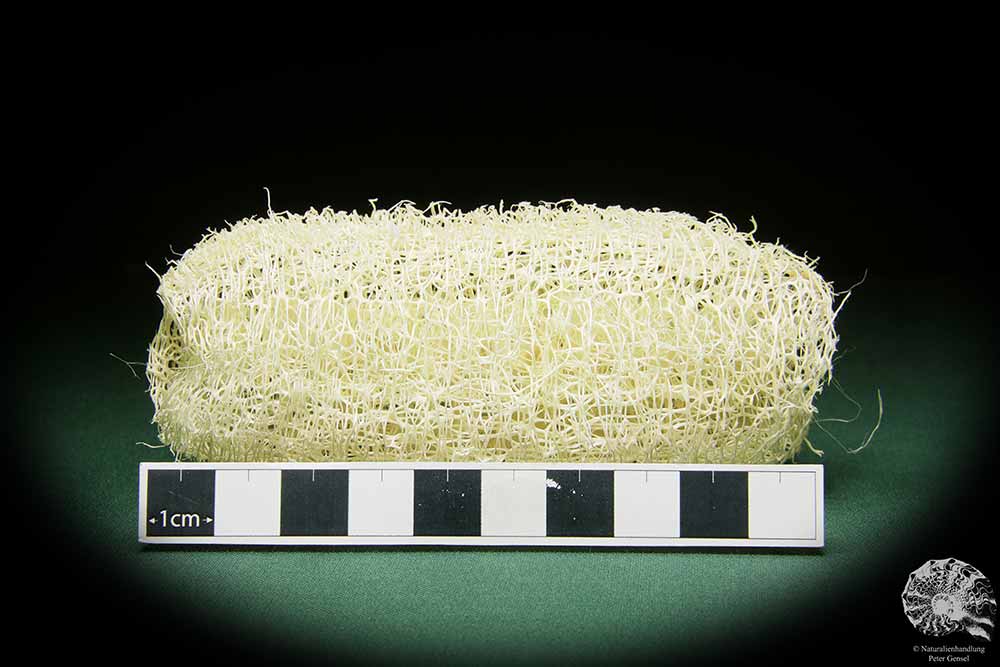 Luffa aegyptiaca (15596) a dried fruit from South America | Dried fruit