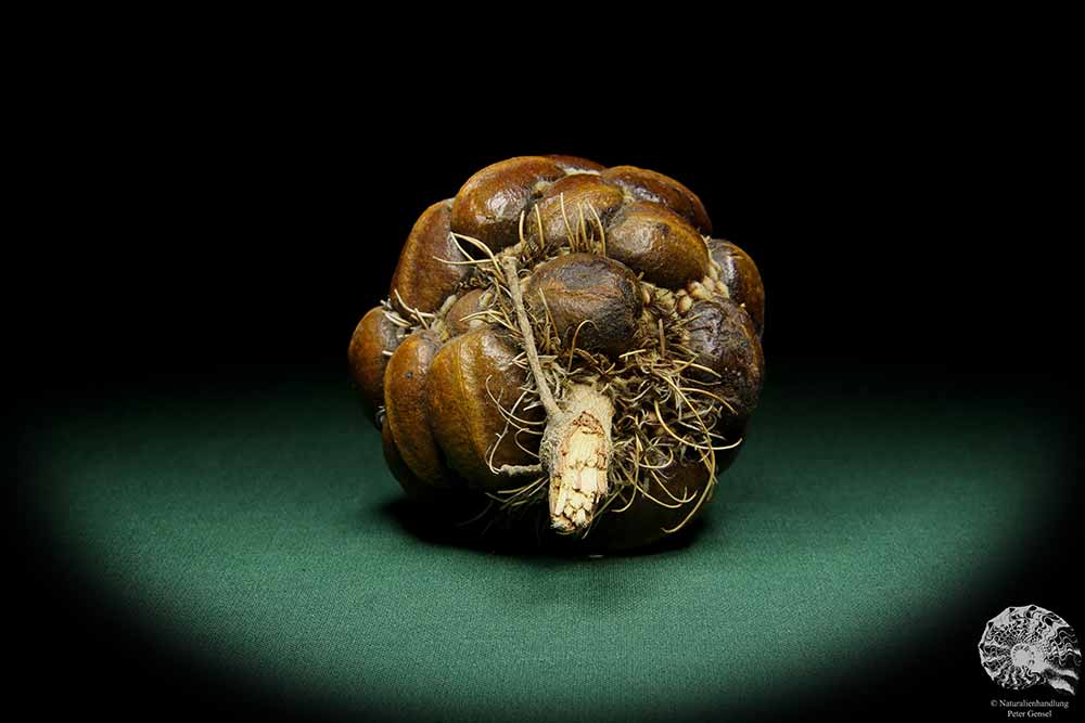 Banksia sphaerocarpa (15626) a dried fruit from Australia | Dried fruit