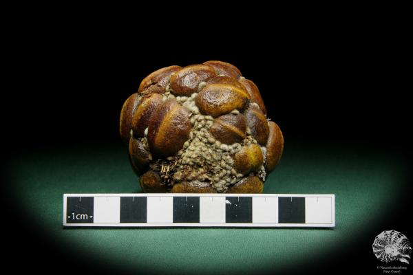 Banksia sphaerocarpa (15626) a dried fruit from Australia | Dried fruit