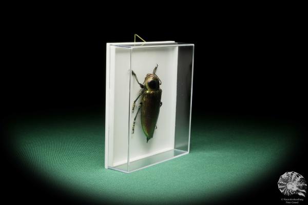 Euchroma gigantea (15722) a beetle from Colombia | Taxidermy | Beetles