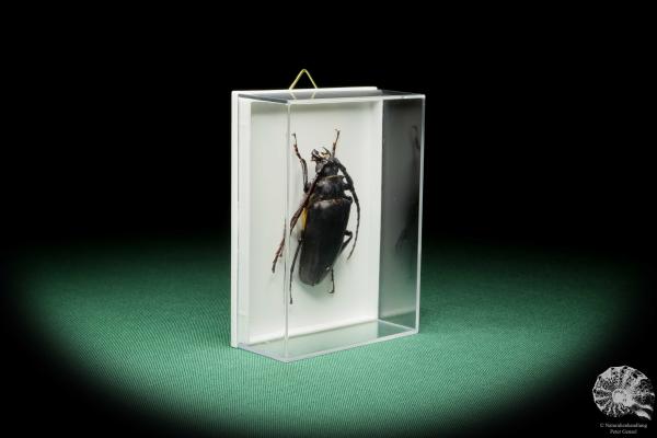 Prionomma javanum a beetle