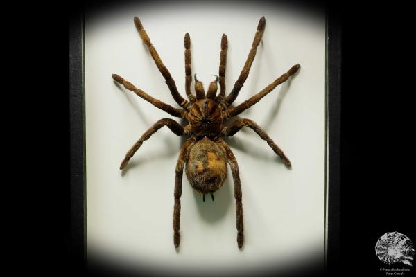 Theraphosa stirmi (15737) a arachnid from South America | Taxidermy | Spiders & Scorpions