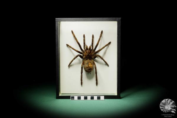 Theraphosa stirmi (15737) a arachnid from South America | Taxidermy | Spiders & Scorpions