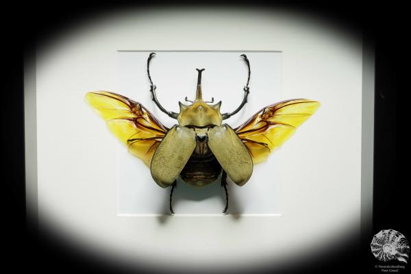 Megasoma elephas (15747) a beetle from Mexico | Taxidermy | Beetles