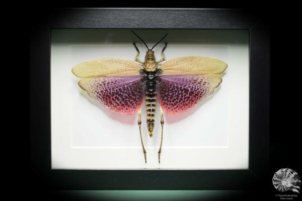 Phymateus viridipes (15754) a insect from Africa | Taxidermy | Other Insects