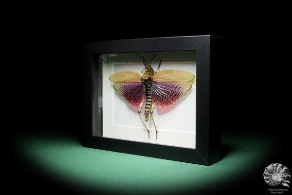 Phymateus viridipes (15754) a insect from Africa | Taxidermy | Other Insects