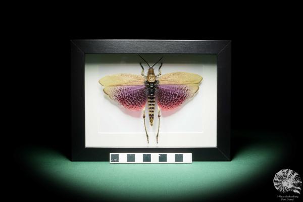 Phymateus viridipes (15754) a insect from Africa | Taxidermy | Other Insects