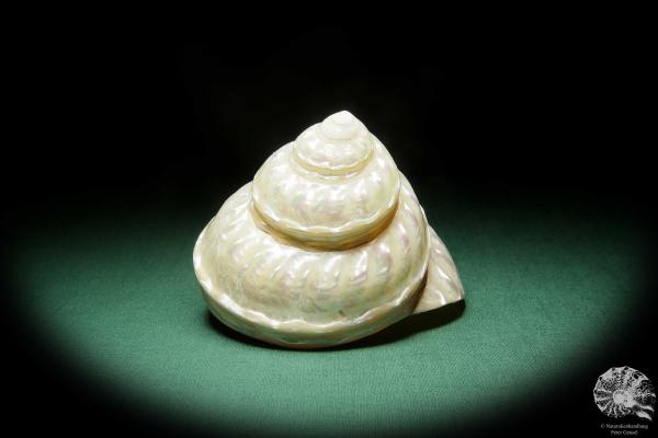 Megastraea undosa (15808) eine Schnecke aus Kalifornien | Conchylien | Schnecken