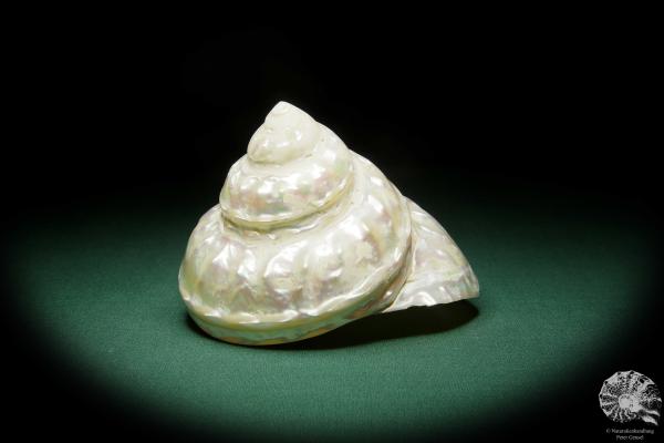 Megastraea undosa (15811) a snail from California | Conchylia | Snails