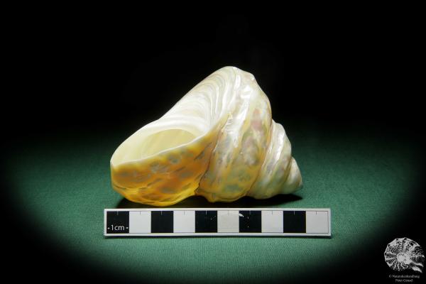 Megastraea undosa (15812) a snail from California | Conchylia | Snails