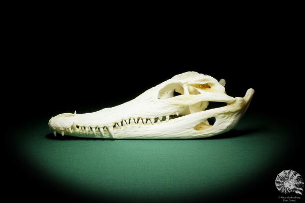 Crocodylus siamensis (15852) a skeleton from South East Asia | Taxidermy | Skeletons