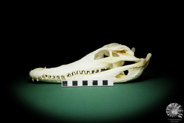 Crocodylus siamensis (15852) a skeleton from South East Asia | Taxidermy | Skeletons