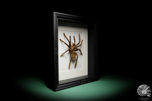 Pamphobeteus ultramarinus (16027) a arachnid from South America | Taxidermy | Spiders & Scorpions