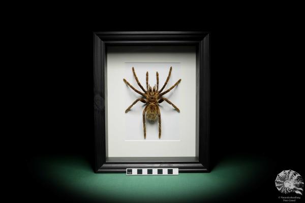 Pamphobeteus ultramarinus (16027) a arachnid from South America | Taxidermy | Spiders & Scorpions