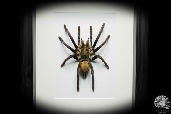 Chilobrachys fimbriatus (16040) a arachnid from South Asia | Taxidermy | Spiders & Scorpions