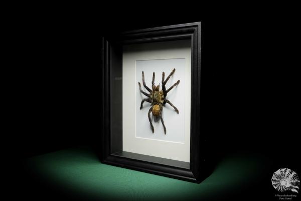 Chilobrachys fimbriatus (16040) a arachnid from South Asia | Taxidermy | Spiders & Scorpions