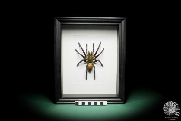 Chilobrachys fimbriatus (16040) a arachnid from South Asia | Taxidermy | Spiders & Scorpions