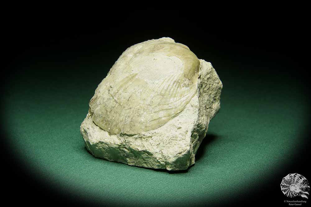 Costistricklandia lirata (16042) a shell from Sweden | Fossils | Shells & Brachiopods