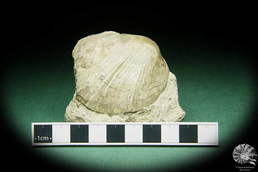 Costistricklandia lirata (16042) eine Muschel aus Schweden | Fossilien | Muscheln & Brachiopoden