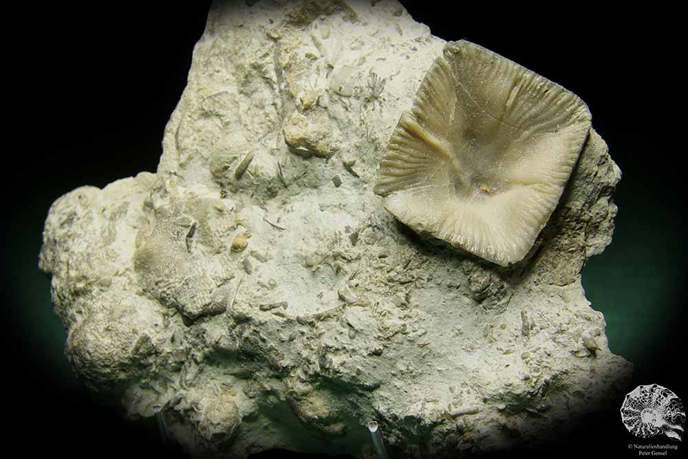 Goniophyllum pyramidale (16056) a coral from Sweden | Fossils | Corals