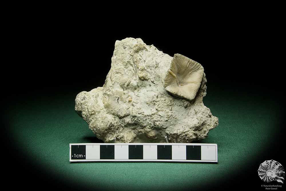 Goniophyllum pyramidale (16056) a coral from Sweden | Fossils | Corals