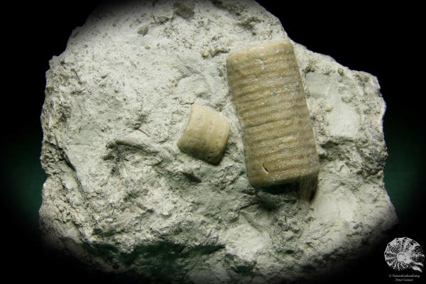 Crinoidea a echinoderm