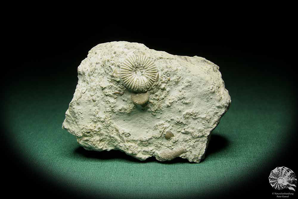 Paleocyclus porpita (16063) a coral from Sweden | Fossils | Corals