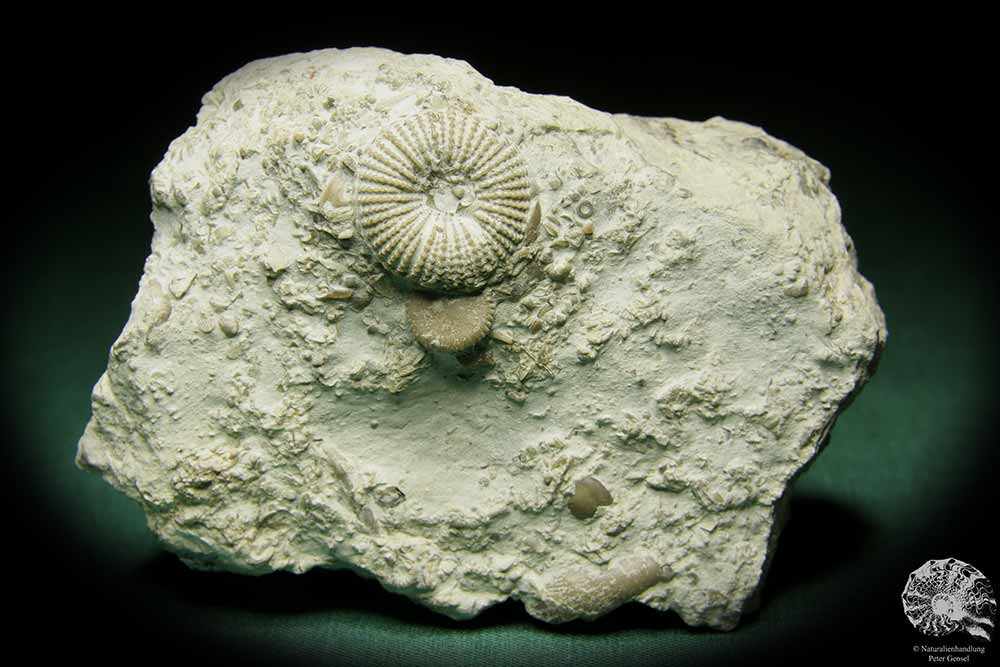 Paleocyclus porpita (16063) a coral from Sweden | Fossils | Corals