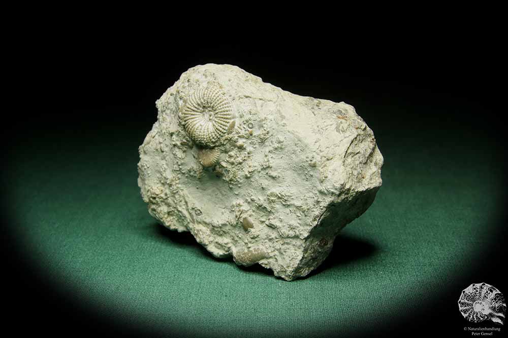 Paleocyclus porpita (16063) a coral from Sweden | Fossils | Corals