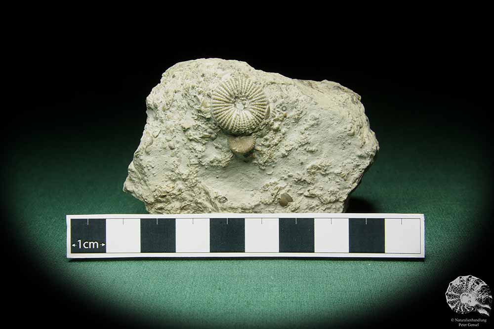 Paleocyclus porpita (16063) a coral from Sweden | Fossils | Corals