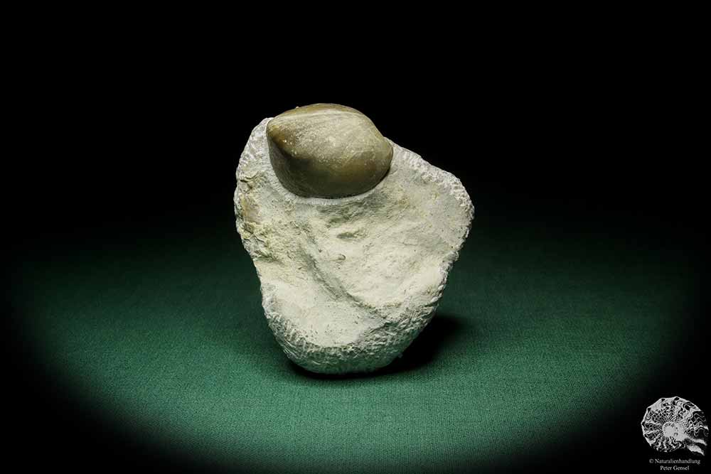 Atrypoidea prunum (16069) a shell from Sweden | Fossils | Shells & Brachiopods