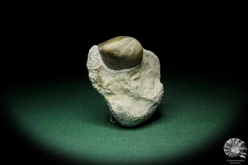 Atrypoidea prunum (16069) a shell from Sweden | Fossils | Shells & Brachiopods