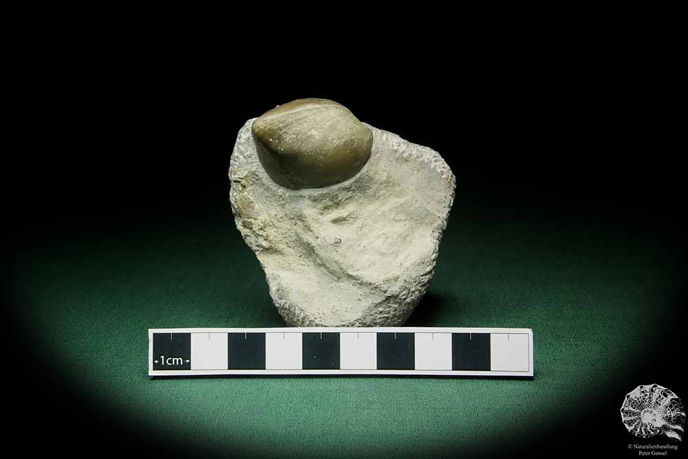 Atrypoidea prunum (16069) a shell from Sweden | Fossils | Shells & Brachiopods