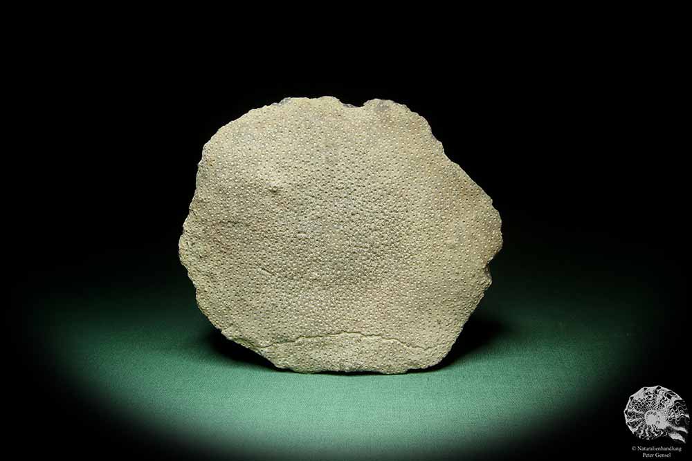 Heliolites spec. (16074) a coral from Sweden | Fossils | Corals