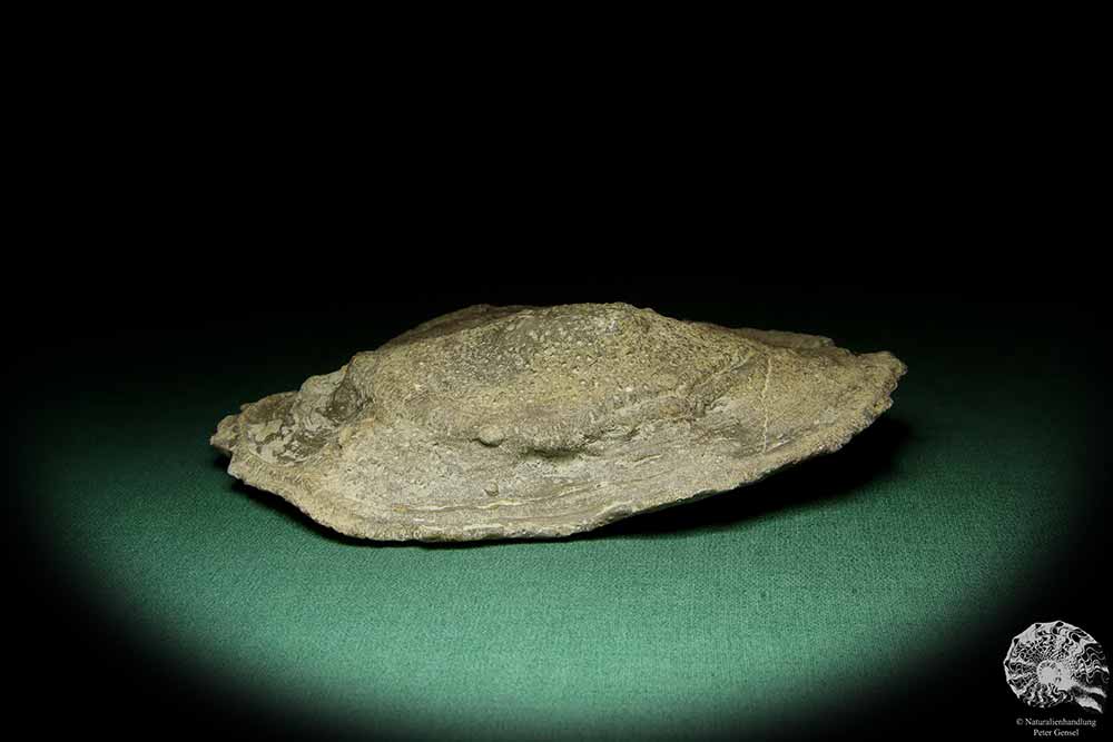 Heliolites spec. (16074) a coral from Sweden | Fossils | Corals