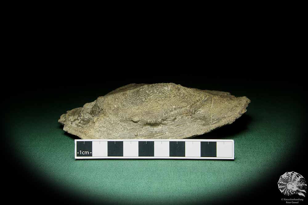 Heliolites spec. (16074) a coral from Sweden | Fossils | Corals